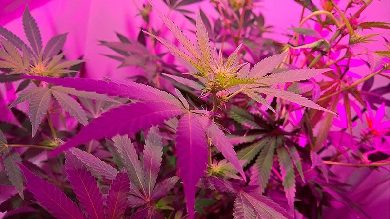 390W Full-Spectrum LED Grow Light - 12-Band Multi Spectrum - Selectable Vegetation And Bloom Switches - GLR-390W12F-VBD - Image 8